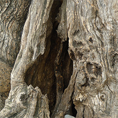 El vell dolor de l’arbre