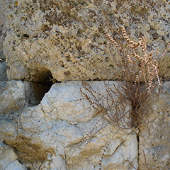 No naixerà cap marbre